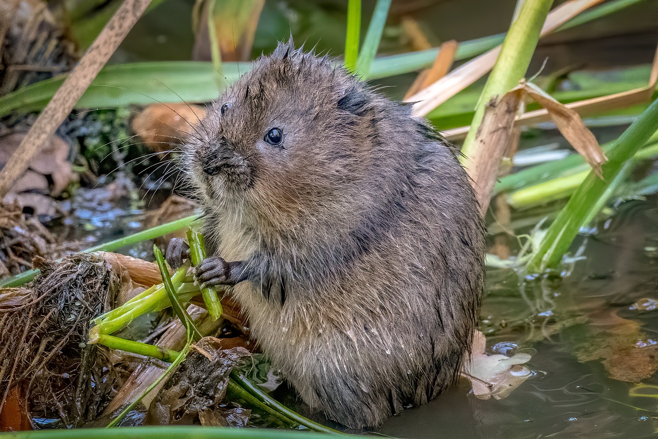 Auf dem Bild ist eine Wühlmaus im Garten zu sehen, die möglicherweise Schäden an den Pflanzen verursacht