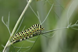 Effektive Hausmittel gegen die Kohlweißling-Raupe: Natürlicher Schutz für Ihren Kohl