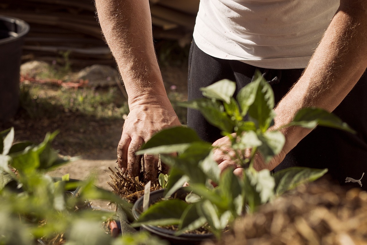 Auf dem Bild ist zu sehen, wie Paprika und Gurken zusammen gepflanzt werden, um von den Vorteilen der Mischkultur zu profitieren