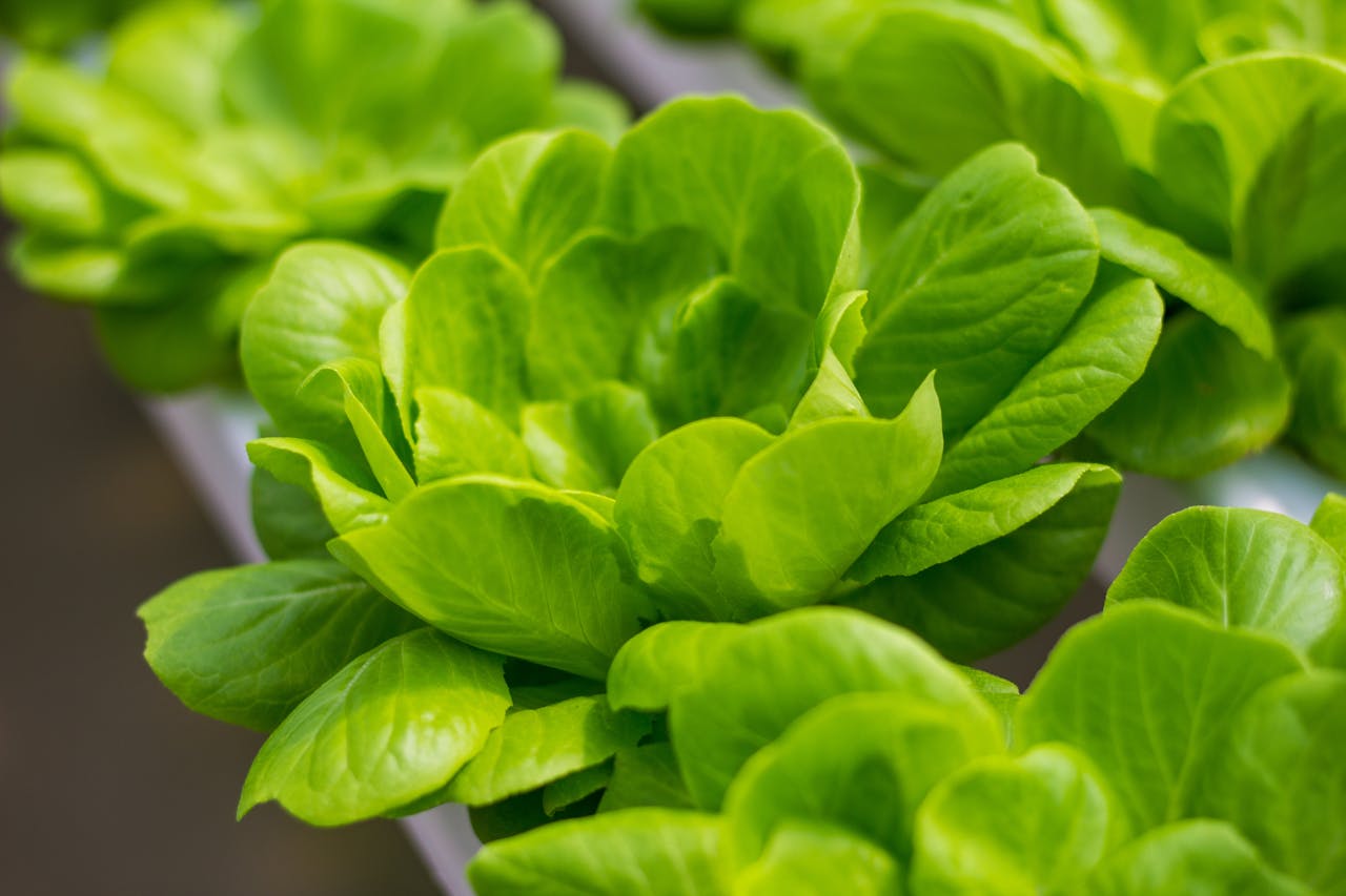 Auf diesem Bild ist ein Winter-Salat abgebildet, der mit frischen grünen Blättern und knackigem Gemüse eine gesunde und erfrischende Mahlzeit darstellt