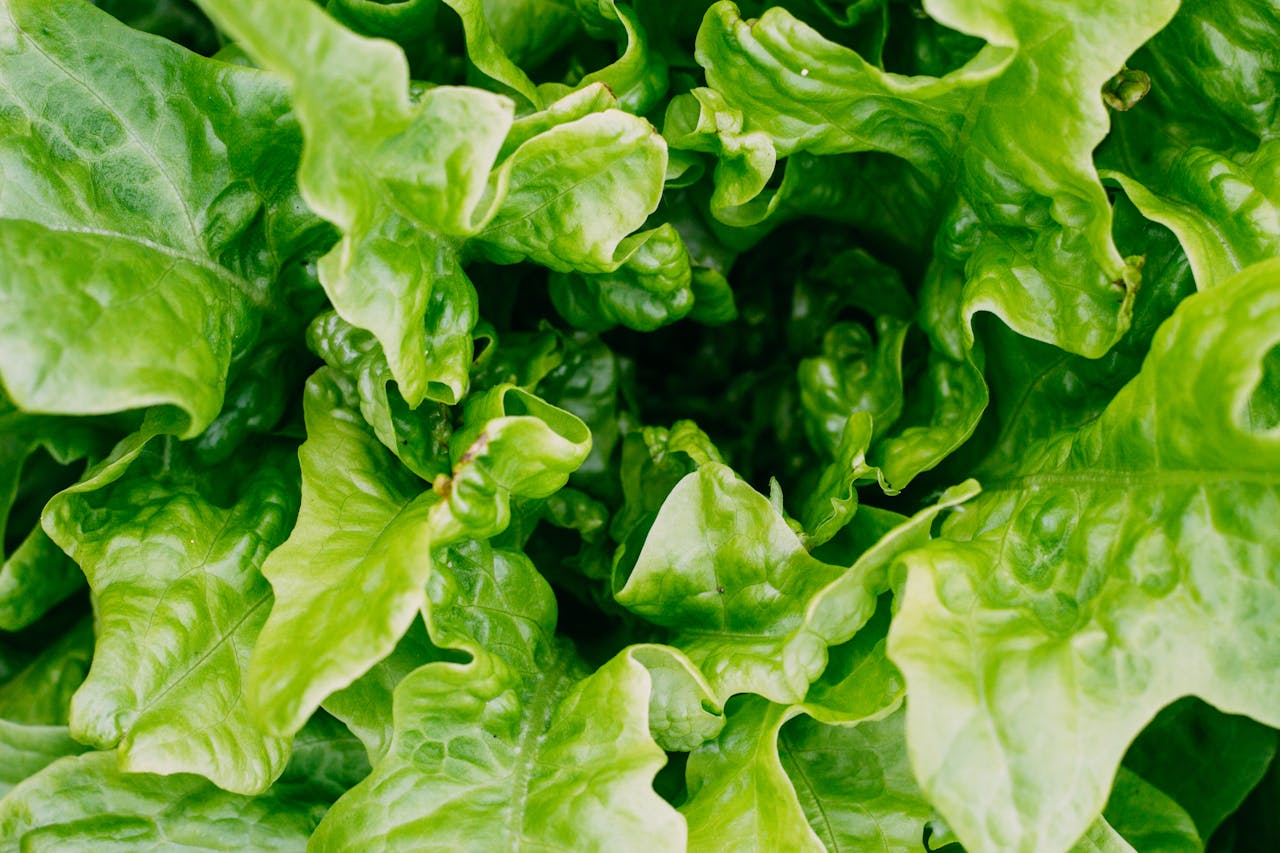 Auf diesem Bild ist ein winterlicher Salat abgebildet, bestehend aus verschiedenen Sorten grüner Blätter, die frisch und knackig aussehen