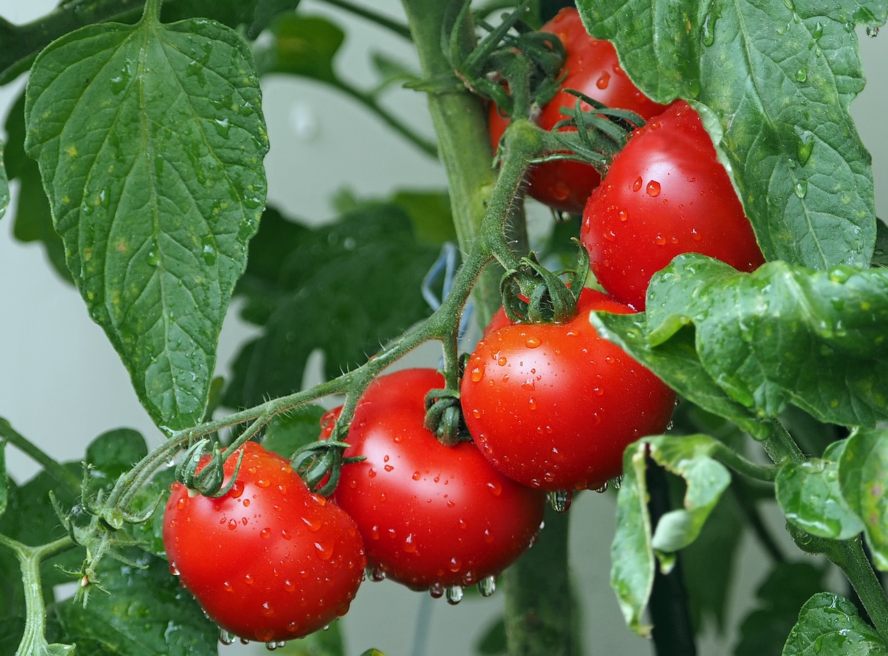 Auf dem Bild sind saftige Tomaten zu sehen, die in voller Reife präsentiert werden