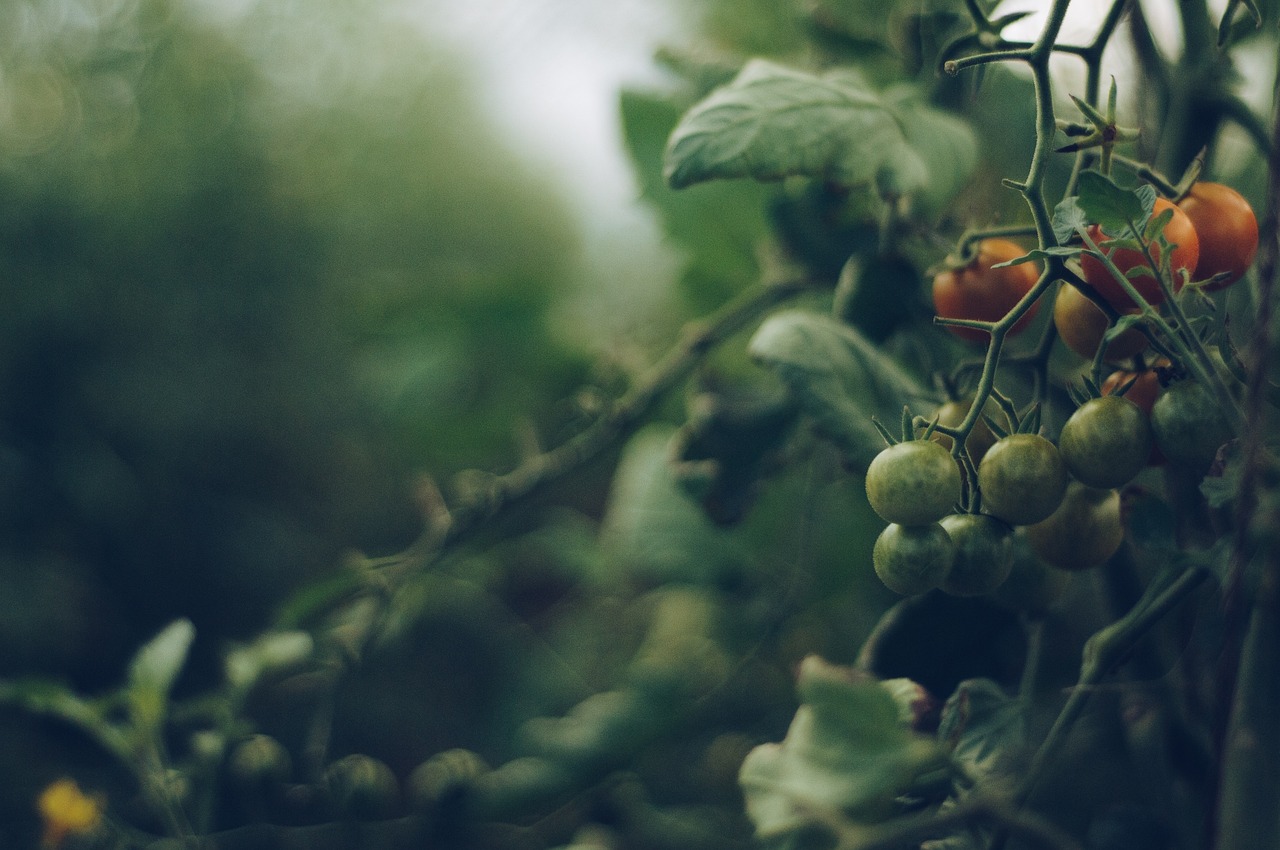 Auf dem Bild sind prächtige Tomatenpflanzen zu sehen, die mit reifen Früchten beladen sind