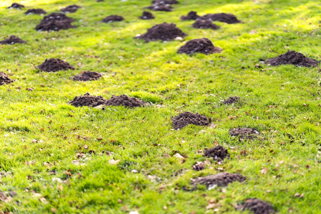 Welches Tier gräbt große Löcher im Garten? Ursachen und Lösungen für