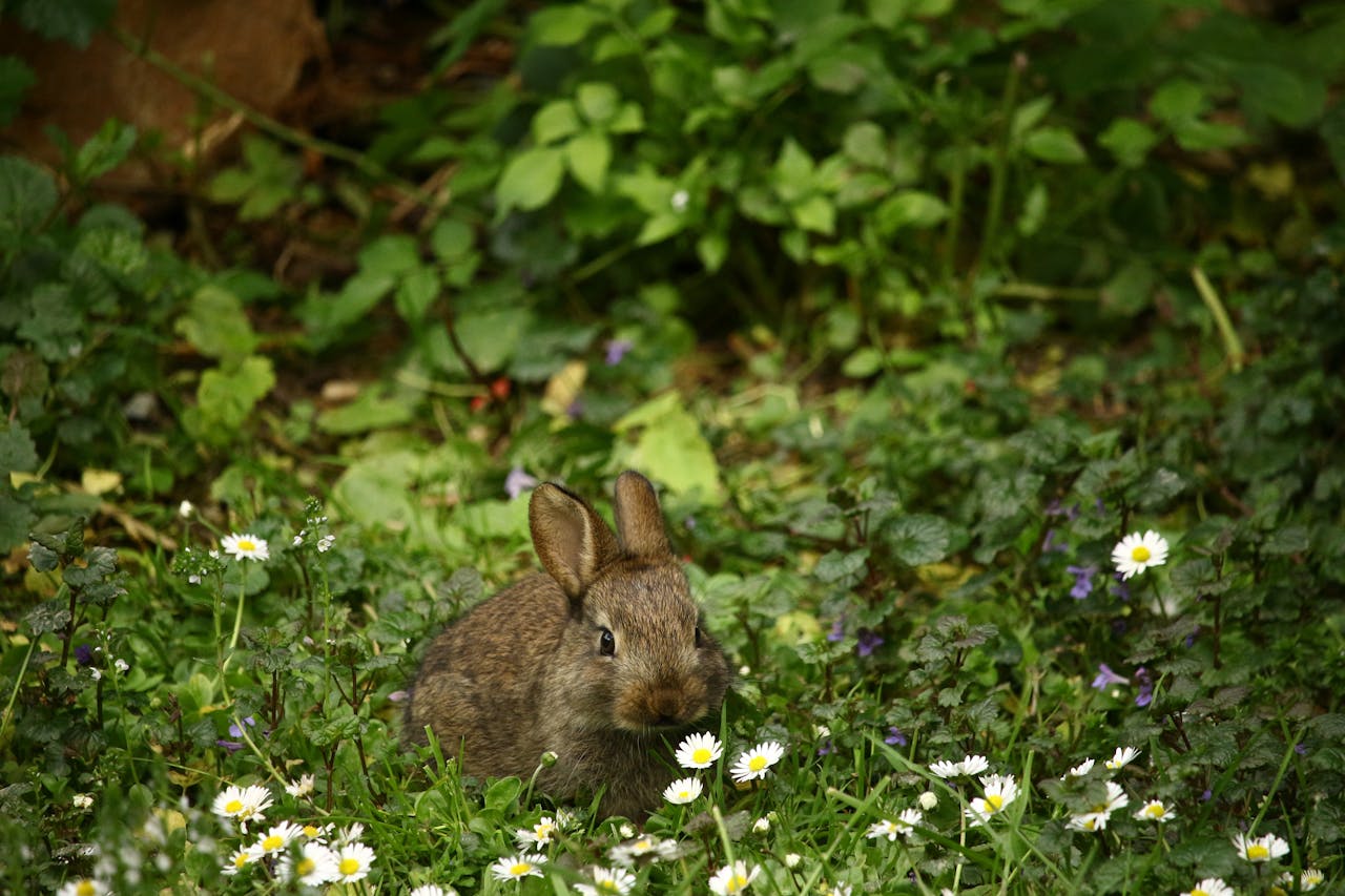 Frag Mutti Kaninchen Im Garten Vertreiben Kaninchen vertreiben Hausmittel: Effektive Methoden zur Abwehr