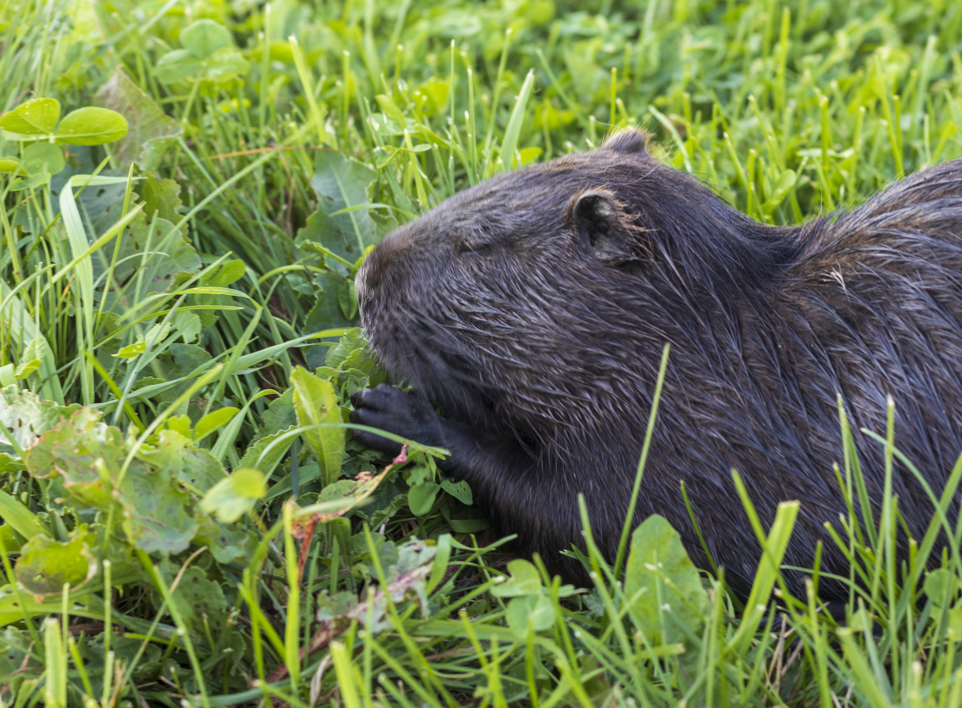 Bisamratte im Garten Erkennen, Vorbeugen und Handeln heiminfo.de