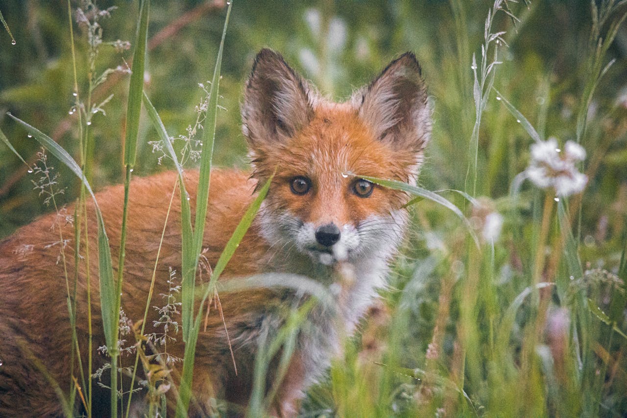 Füchse im Garten Natürliche Hausmittel zur Vertreibung heiminfo.de