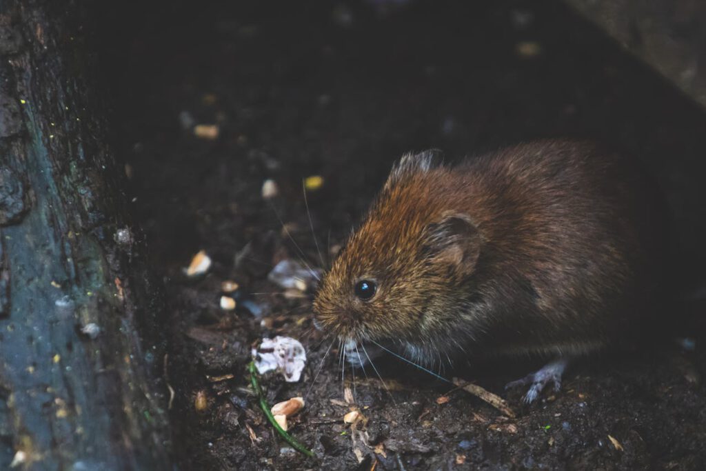 Mäuse vertreiben 5 tierfreundliche Hausmittel gegen Mäusebefall