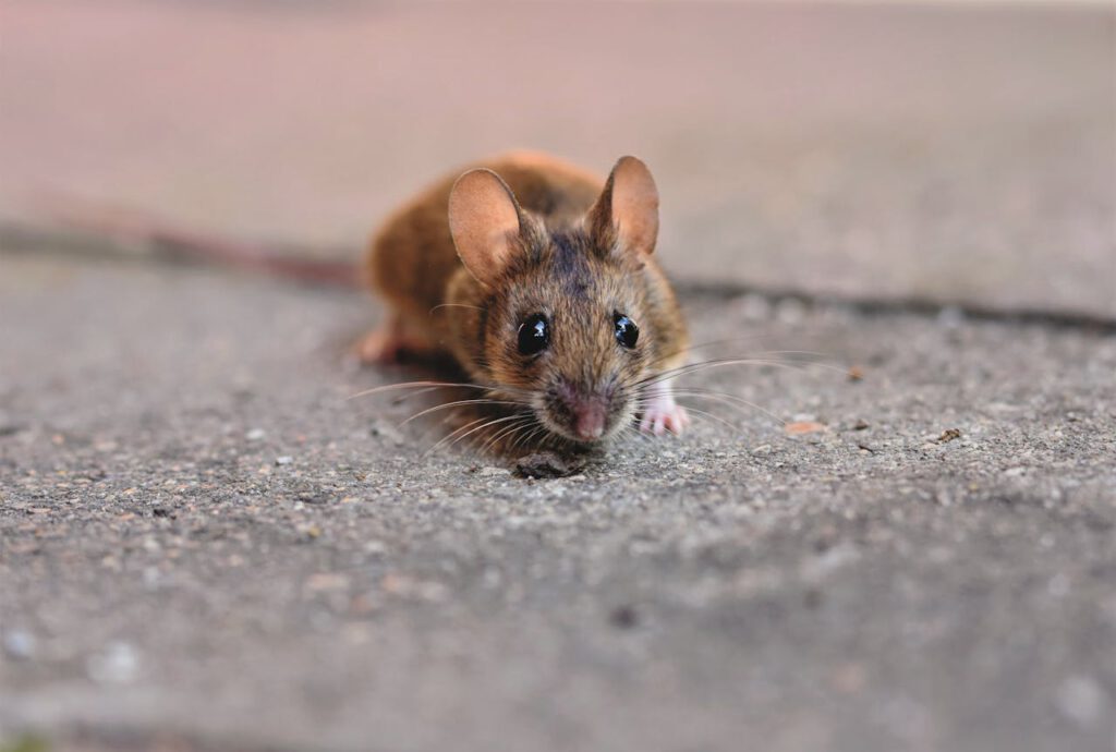 Mäuse vertreiben 5 tierfreundliche Hausmittel gegen Mäusebefall