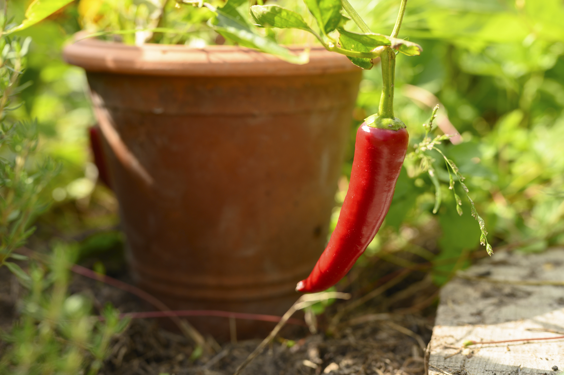 Peperoni pflanze im topf Tipps für den Anbau und die Pflege heiminfo.de