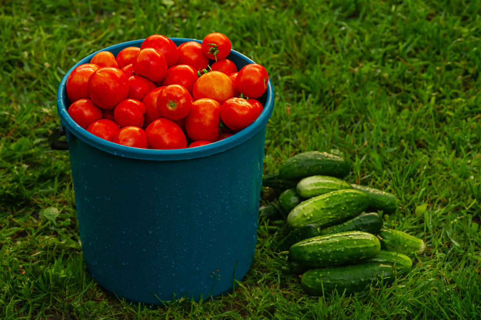 Gurken und Tomaten zusammen pflanzen Die besten Nachbarn im Garten heiminfo.de