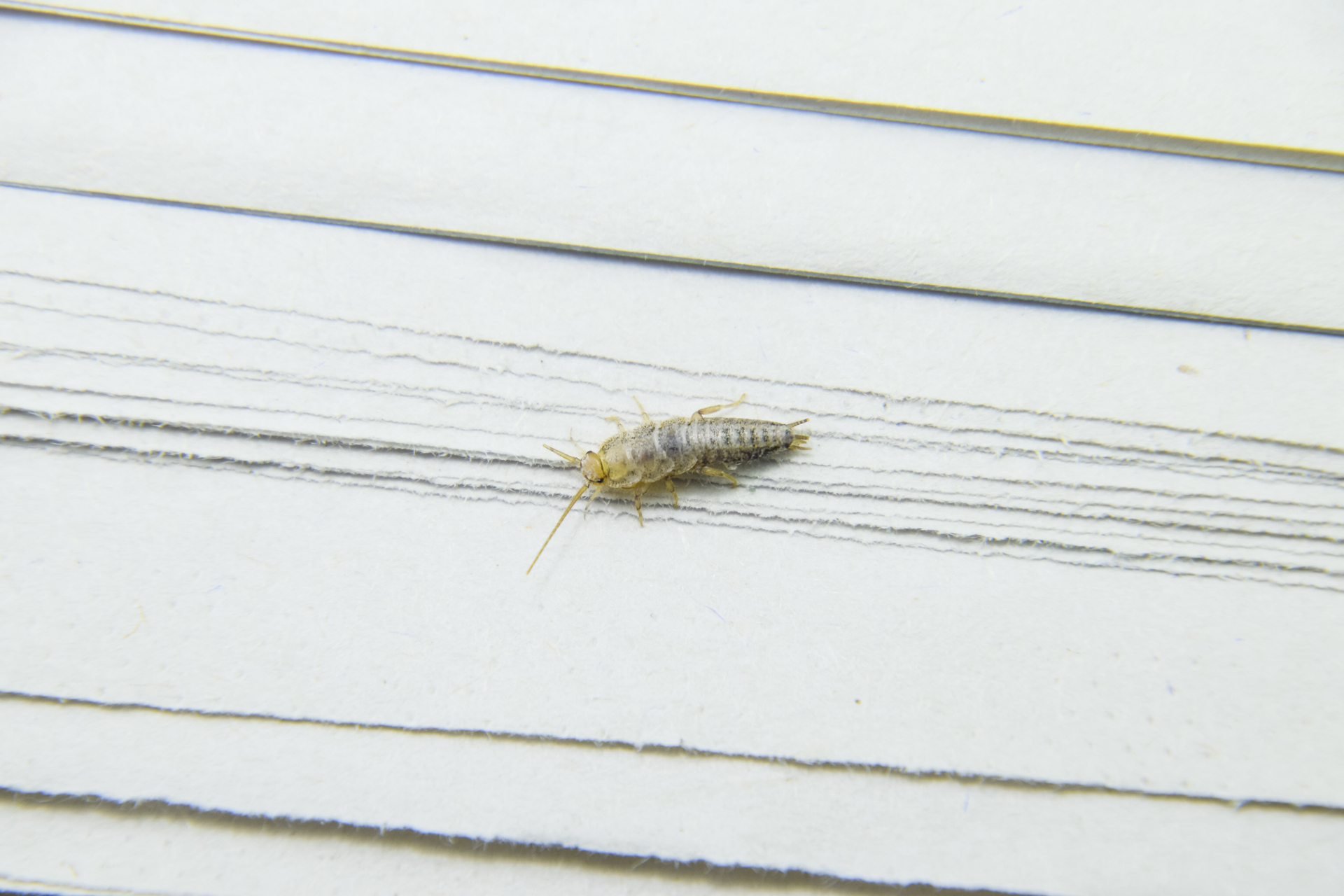 Silberfische Im Haus